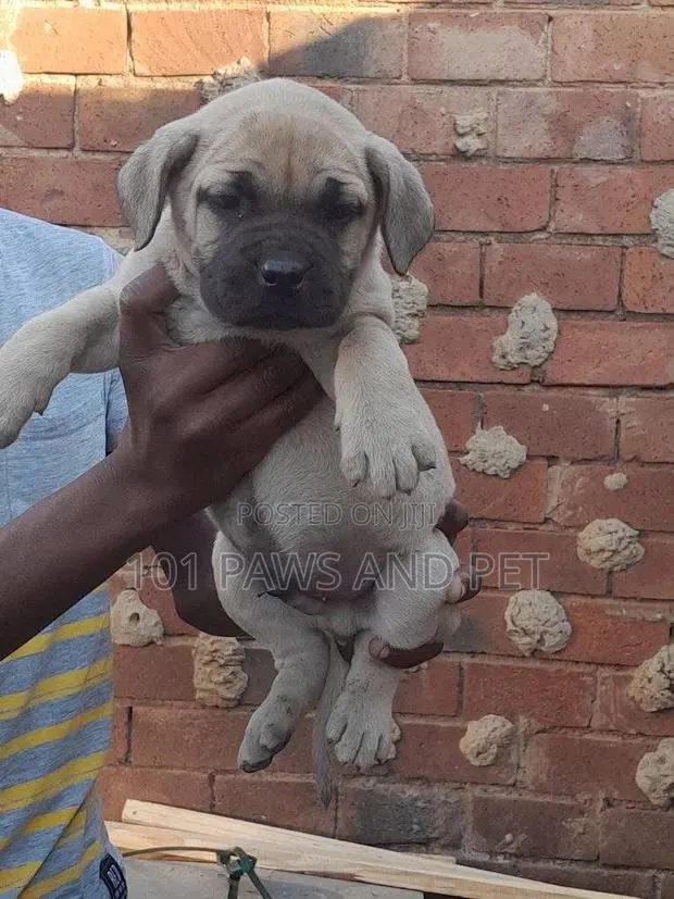 1-3 months Male Purebred Boerboel · Photo 1