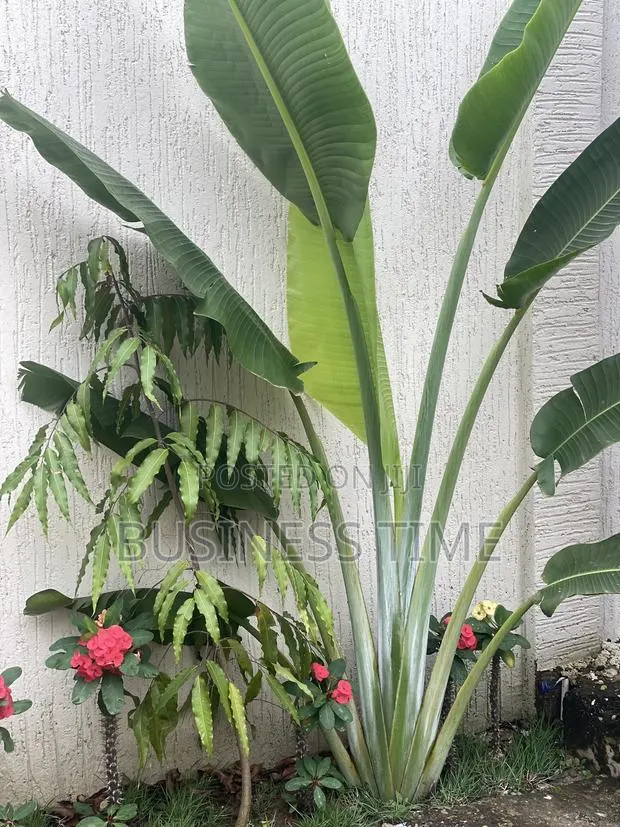 Garden and Landscaping · Photo 2