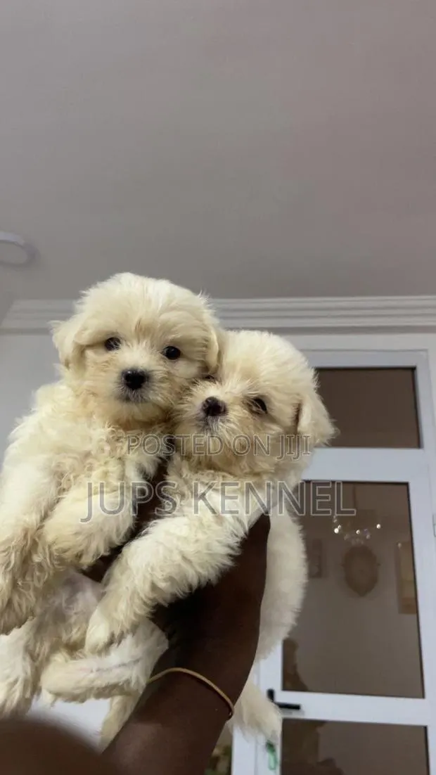 1-3 months Female Purebred Poodle · Photo 1