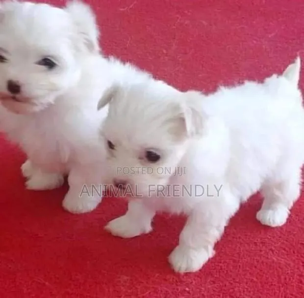 1-3 months Female Purebred Poodle · Photo 1