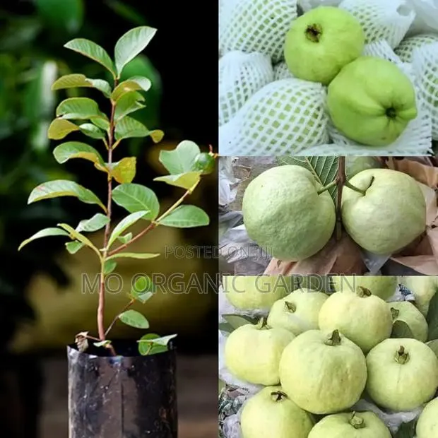 Exotic Red Jumbo Guava Plant Seedling · Photo 1
