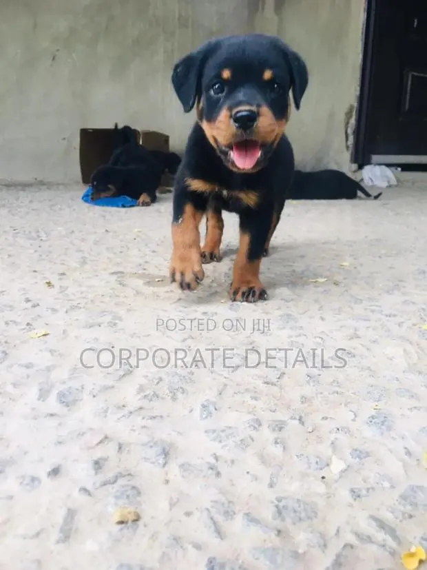 1-3 months Male Purebred Rottweiler · Photo 1