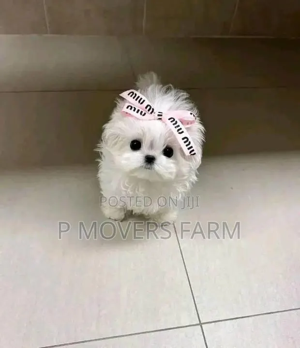 1-3 months Male Purebred Maltese · Photo 1