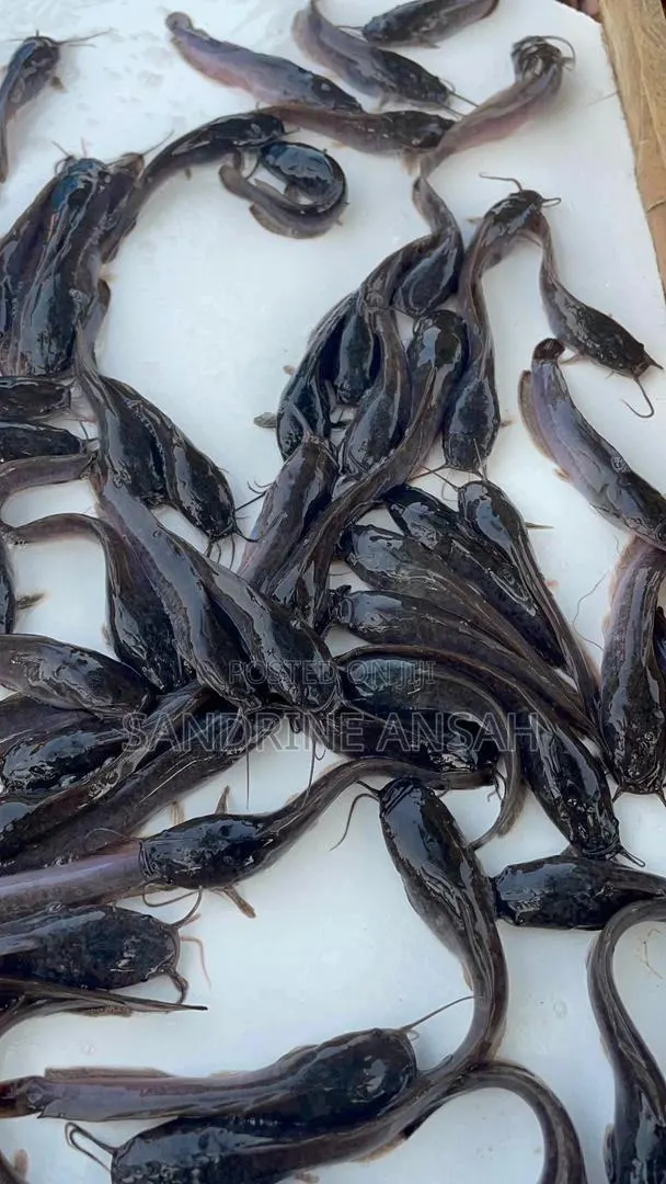 Juvenile Jumbo Size Catfish Available · Photo 3