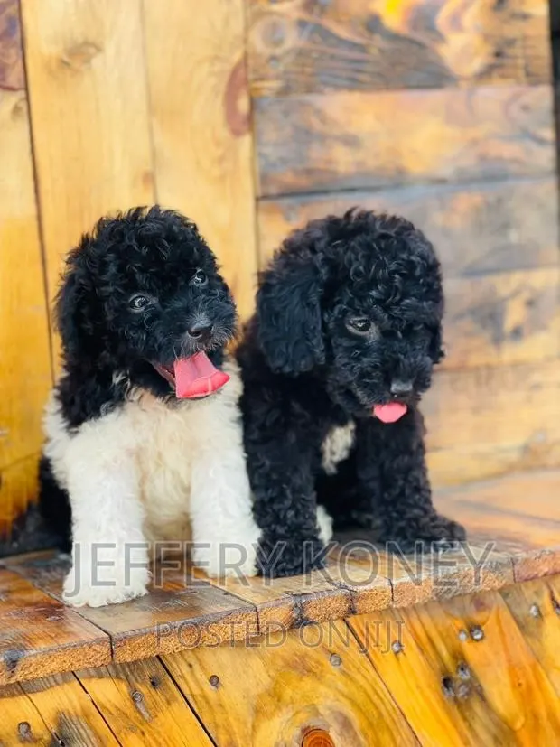 1-3 months Male Purebred Poodle · Photo 1