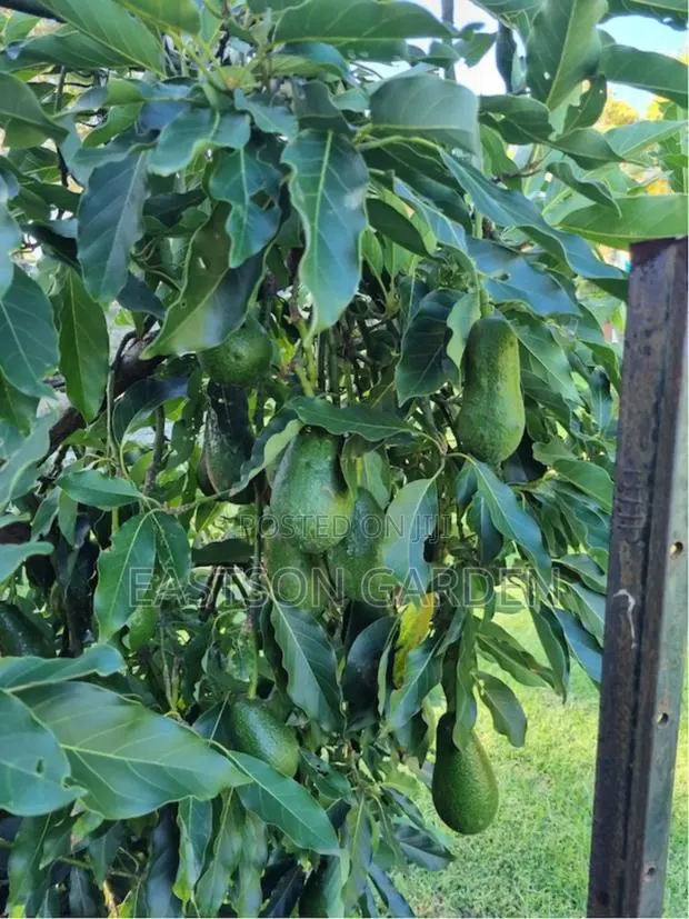 Exotic Grafted Avocado Seedlings ‘Day’ (Persea Americana) · Photo 1