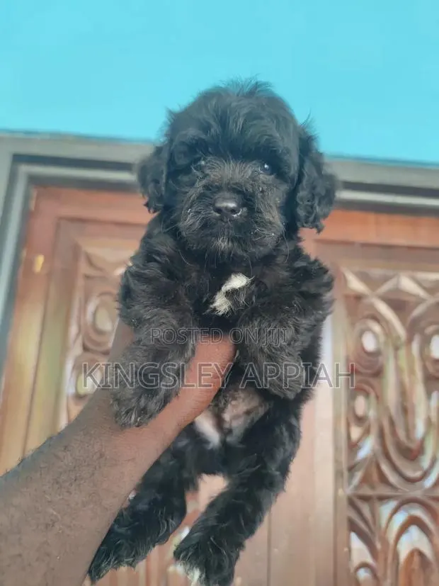 1-3 months Female Purebred Poodle · Photo 1