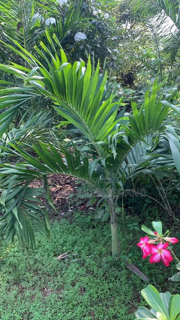 Veitchia Palm for Sale · Photo 1