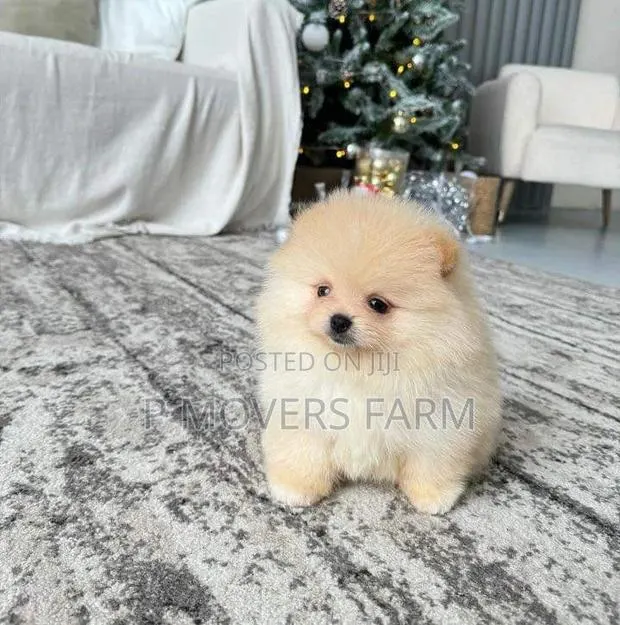 1-3 months Male Purebred Pomeranian · Photo 1