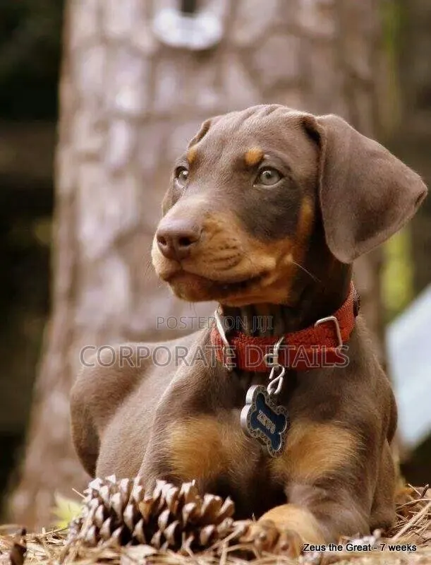 1-3 months Male Purebred Doberman Pinscher · Photo 1