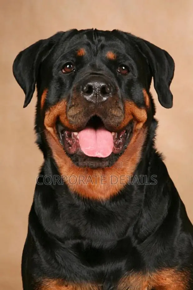 1+ year Male Purebred Rottweiler · Photo 1
