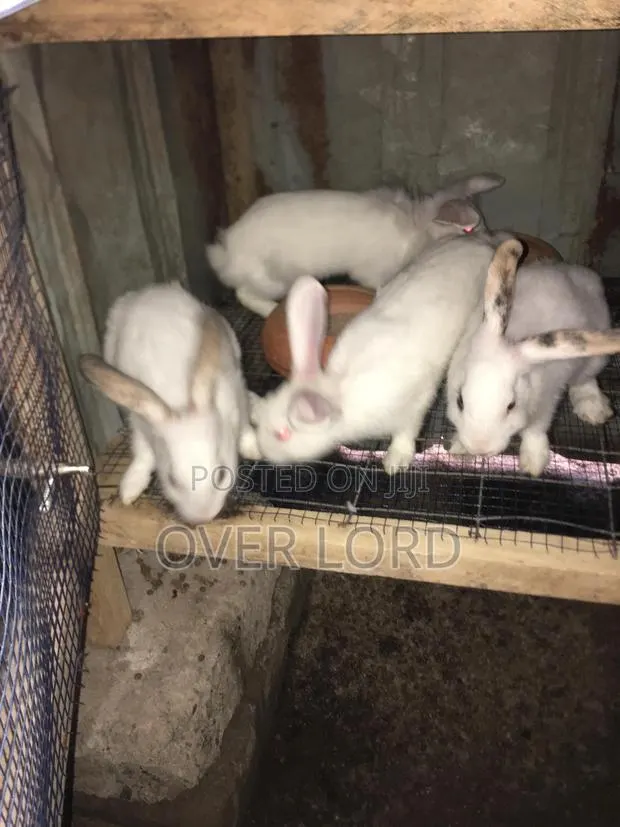 Rabbit for Breeding or Petting · Photo 1