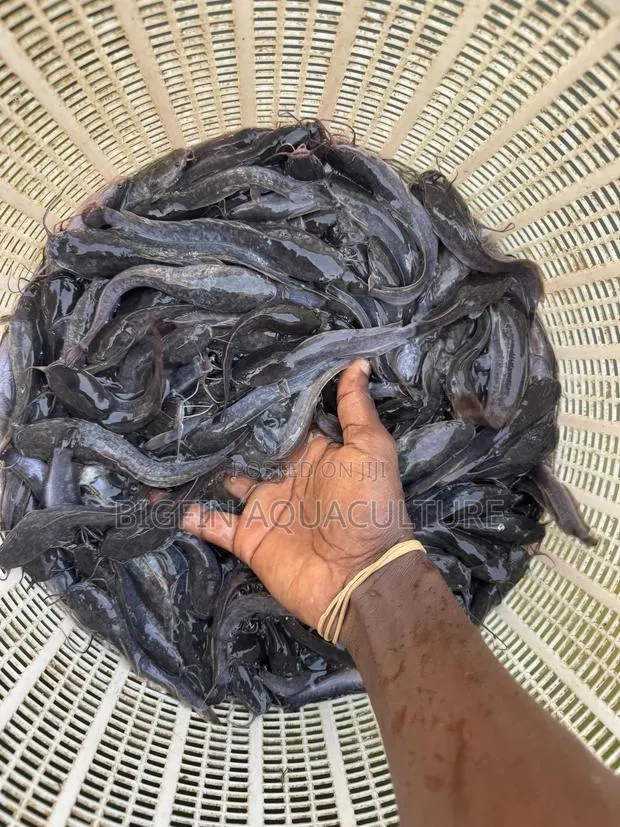 Catfish Jumbo · Photo 1