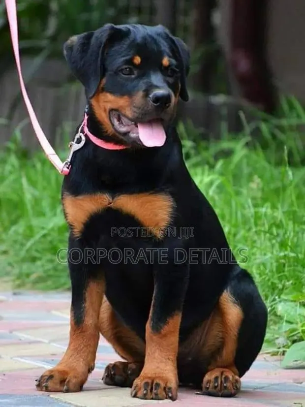1-3 months Male Purebred Rottweiler · Photo 1