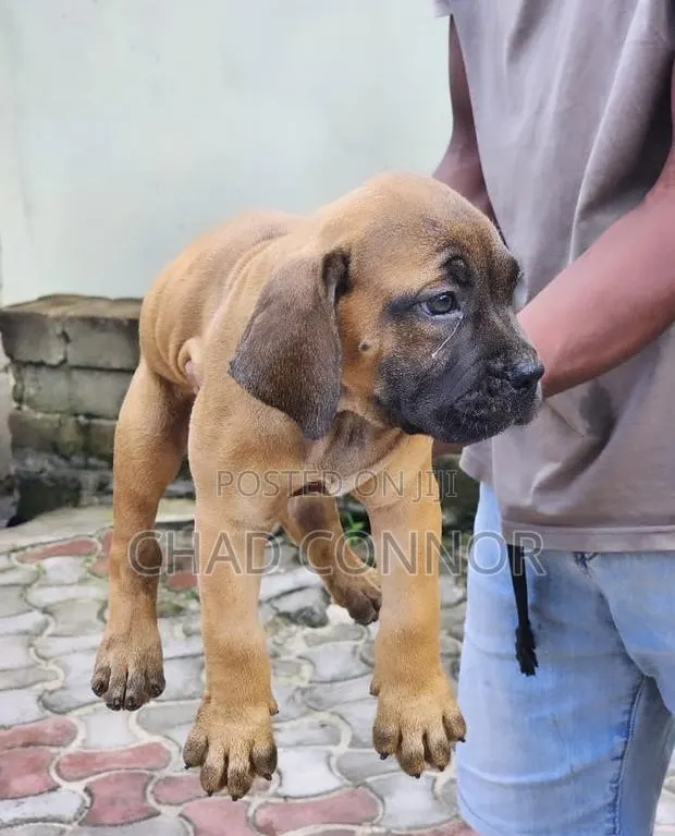 1-3 months Male Purebred Boerboel · Photo 1