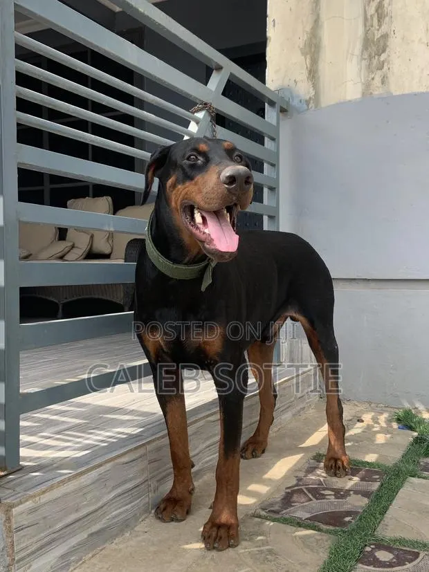 1+ year Male Purebred Doberman Pinscher · Photo 1