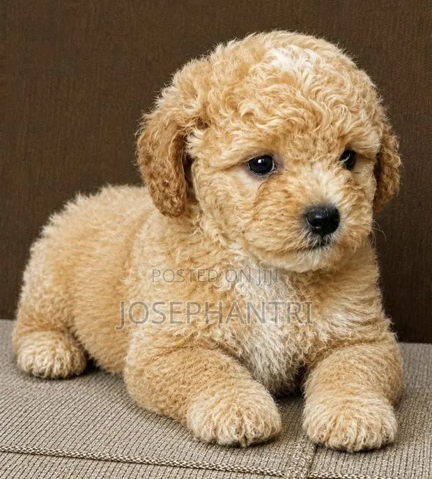 1-3 months Male Purebred Poodle · Photo 1