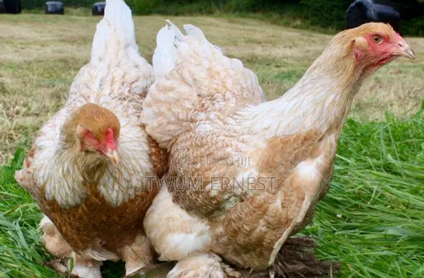 Duncanbuilder Chickens Fram · Photo 1