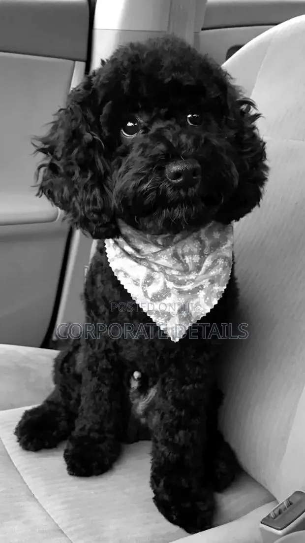 1-3 months Male Purebred Poodle · Photo 1