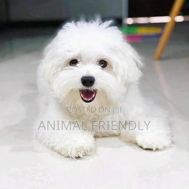 1-3 months Female Purebred Bichon Frise · Photo 1