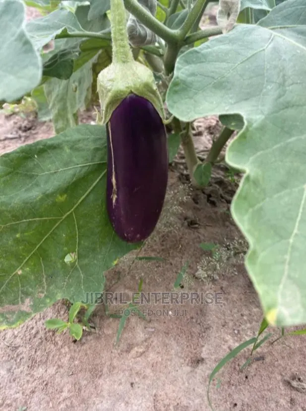 Purple Aubergine Eggplant · Photo 1