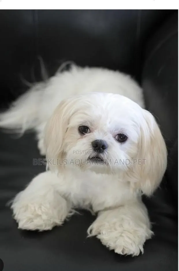 1-3 months Female Purebred Maltese · Photo 1