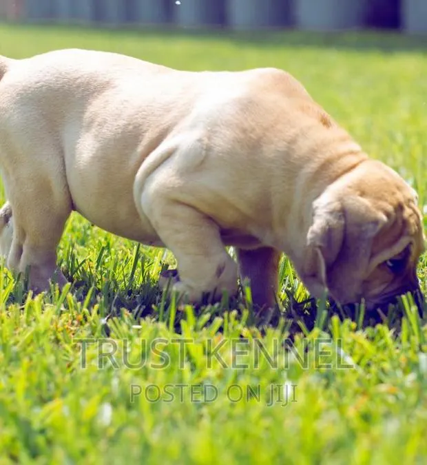 1-3 months Male Purebred Boerboel · Photo 1