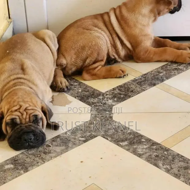 1-3 months Female Purebred Boerboel · Photo 1