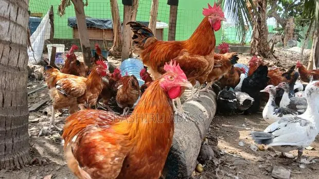 Matured Chickens Fresh From Backyard · Photo 1