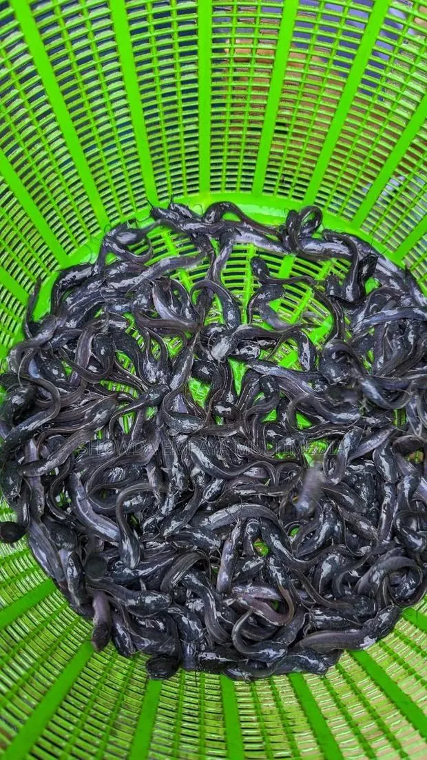 Catfish Fingerlings And Juveniles Available Fast Growing · Photo 1