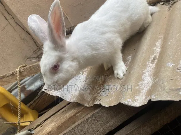 Rabbit Loin Head