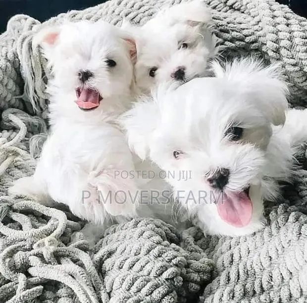 1-3 months Male Purebred Lhasa Apso · Photo 1