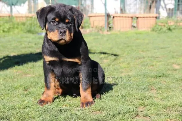 1-3 months Male Purebred Rottweiler · Photo 1