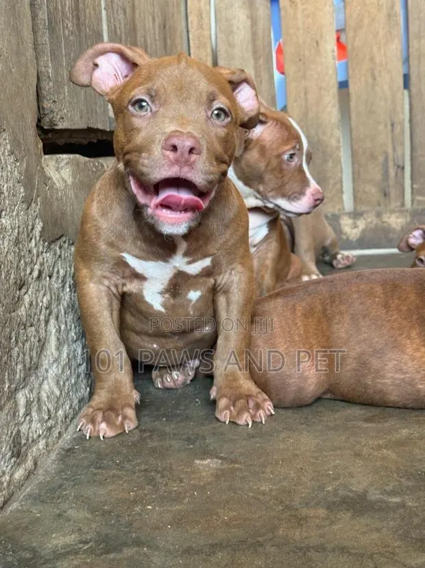 1-3 months Male Purebred American Pit Bull Terrier · Photo 1