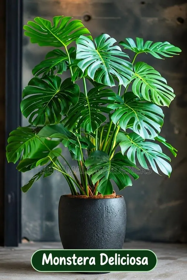 Monstera Deliciosa–beautiful Swiss Cheese Plant for Sale · Photo 1