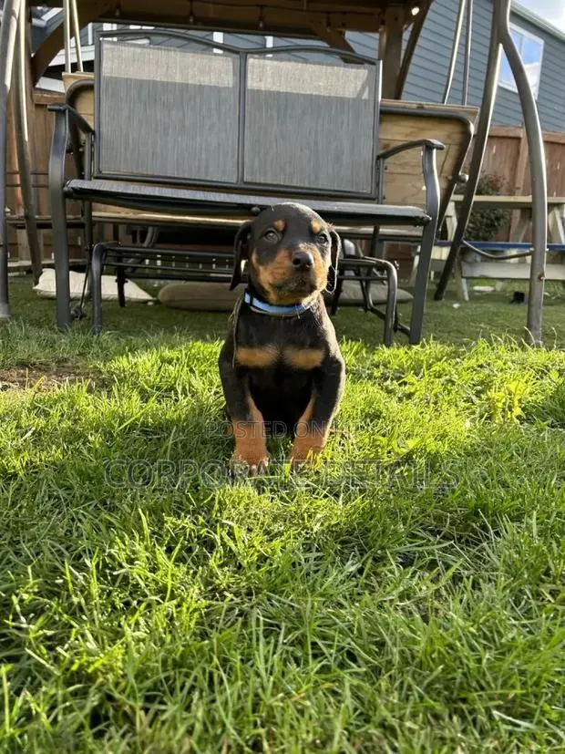 1-3 months Male Purebred Doberman Pinscher · Photo 1