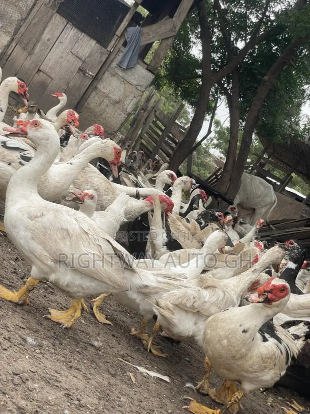 Muscovy Ducks · Photo 2