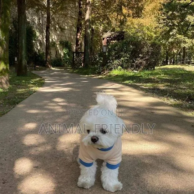 1-3 months Male Purebred Poodle · Photo 1