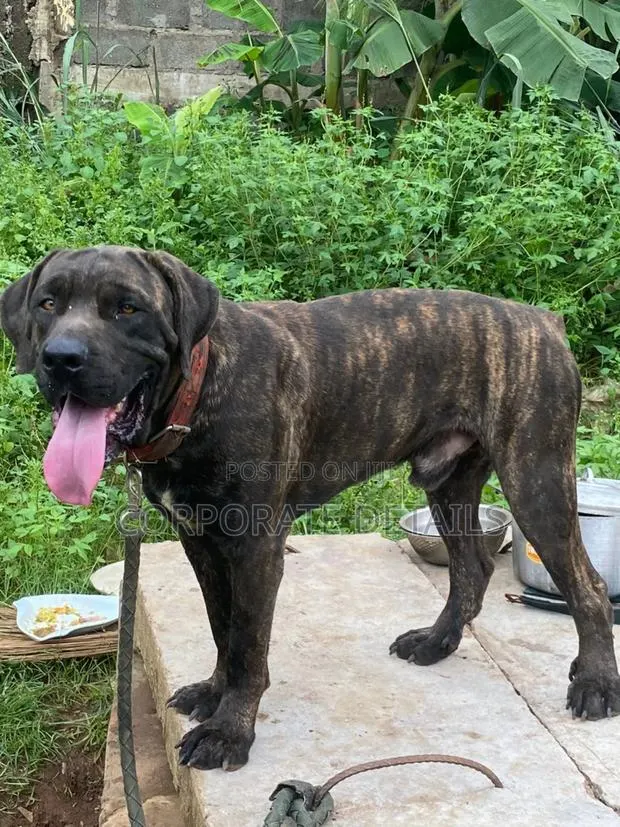 6-12 months Male Purebred Boerboel · Photo 1