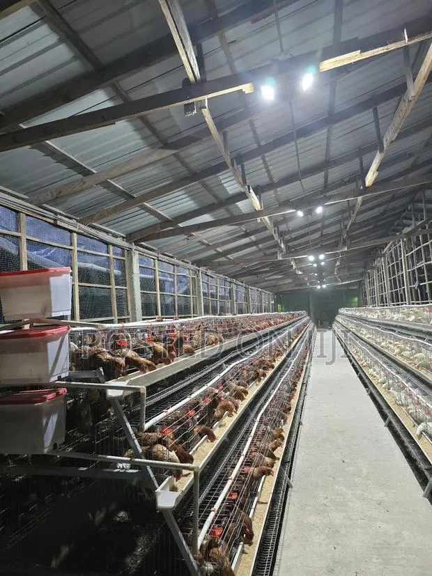 Battery Chicken Cage System · Photo 1