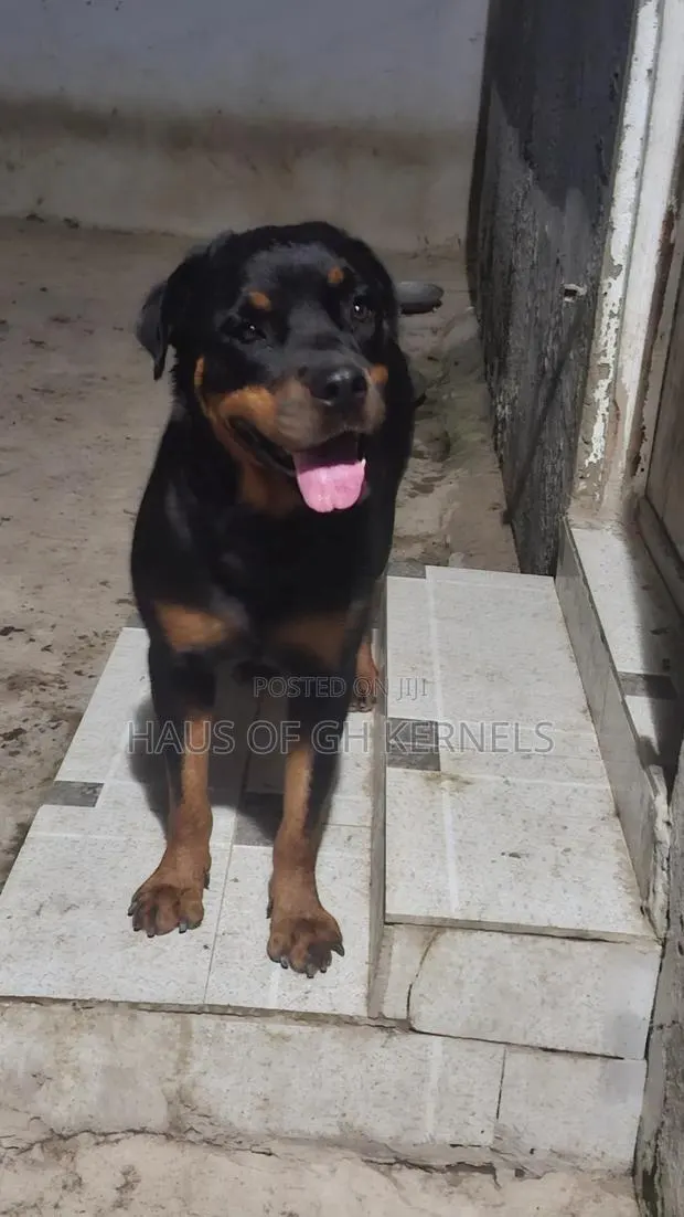 1+ year Female Purebred Rottweiler · Photo 1