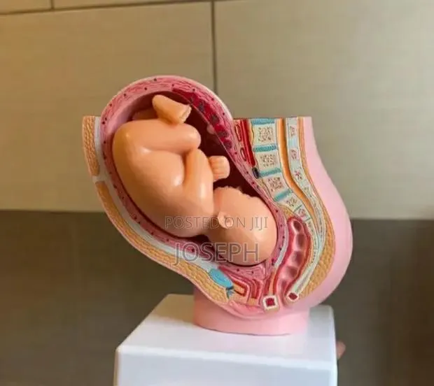 Womb Anatomy 16cm Height · Photo 1