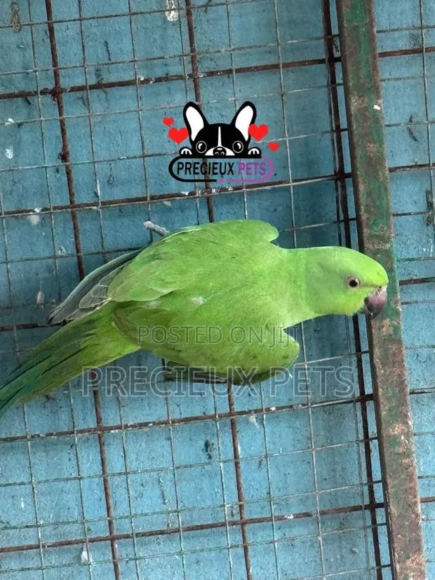 Indian Ringneck · Photo 2