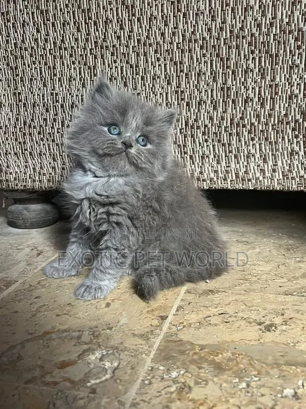 1-3 months Male Purebred Persian · Photo 1