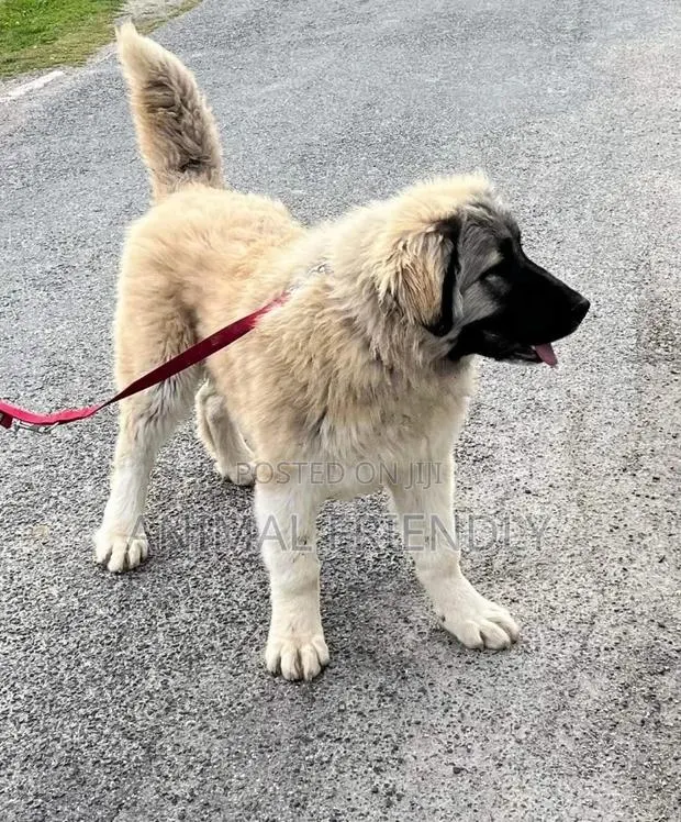 1-3 months Female Purebred Caucasian Shepherd · Photo 1