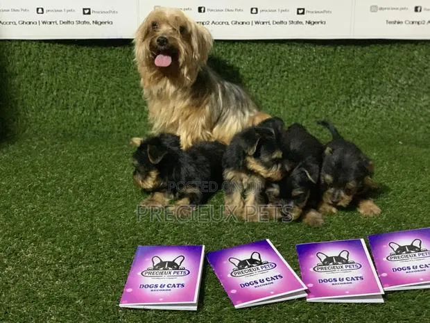 0-1 Month Female Purebred Yorkshire Terrier · Photo 2