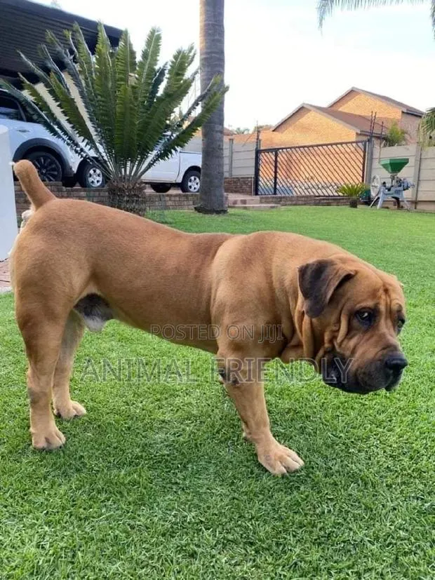 1-3 months Male Purebred Boerboel · Photo 1