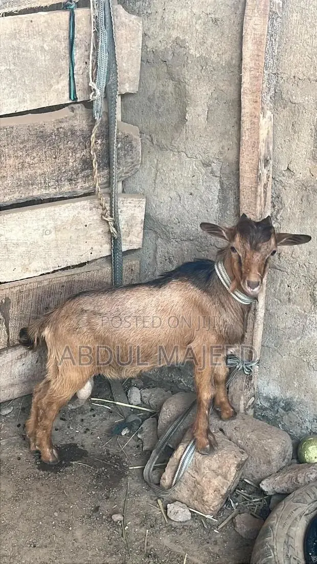 Goat Is for Sale · Photo 1