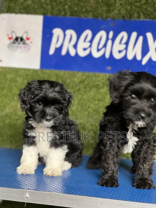 1-3 months Female Purebred Poodle · Photo 1