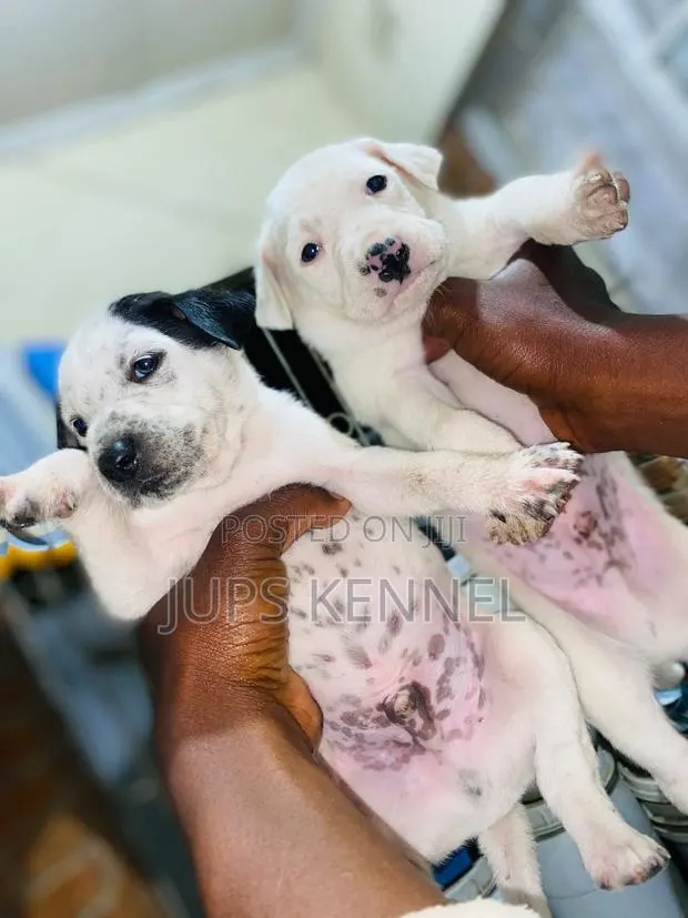 1-3 months Female Purebred Dalmatian · Photo 1